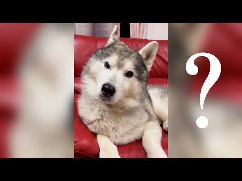 野生を完全に失ったハスキーの前で遠吠えしてみた(YouTube)