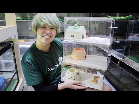 実は…爬虫類が3匹増えてました(YouTube)