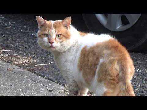 過酷な環境を生き抜いたような猫が来た(YouTube)