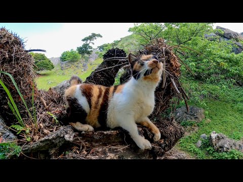 今現在のお城の城主に挨拶してきた(YouTube)