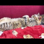 眠りの世界へ誘うちょっぴり不思議ちゃんな猫♥(YouTube)