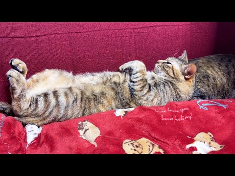 眠りの世界へ誘うちょっぴり不思議ちゃんな猫♥(YouTube)
