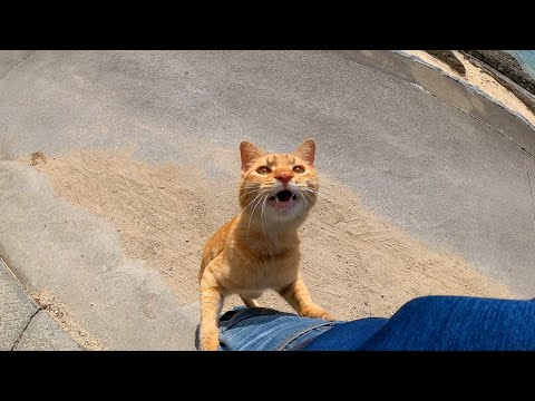 帰ろうとすると野良猫にしがみついて引き止められた(YouTube)