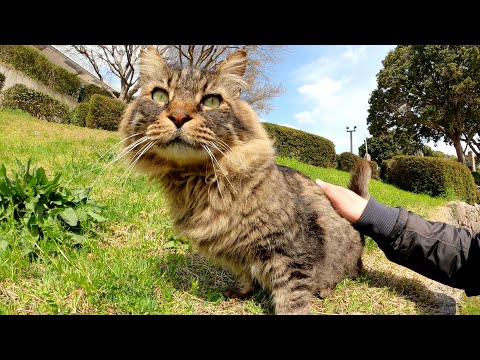 凛々しい長毛猫が人間にもフラれて上機嫌で帰っていく(YouTube)