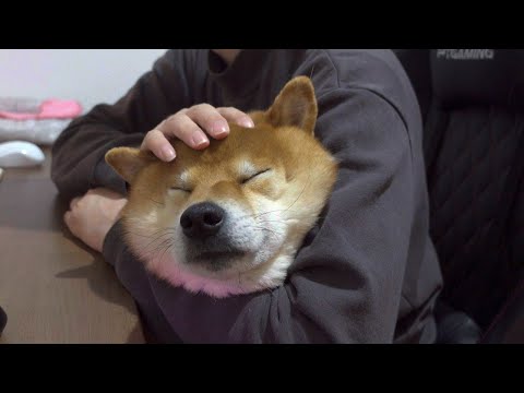 オヤツを貰えないと悟った柴犬、ふてくされ気味になる。(YouTube)
