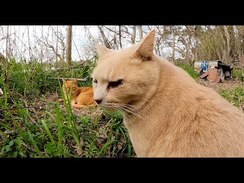 クリーム猫がテクテクと歩いて大好きな茶トラ猫が待つお家へ帰る(YouTube)