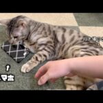 自分に集中してほしいので、あらかじめスマホを封じる猫(YouTube)