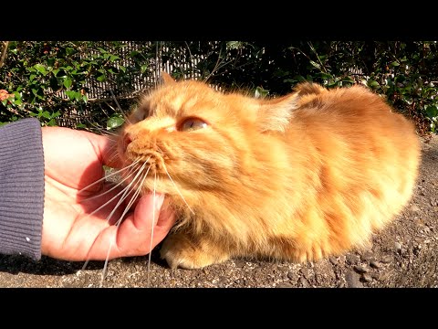 キツネみたいな猫をモフっていたら黒猫も乱入してきた(YouTube)