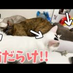 ママの仕事場が猫天国になりました…！(YouTube)