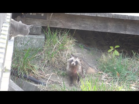 猫の住処にタヌキがやって来た(YouTube)