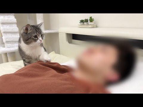 寝坊してご飯の準備を忘れてる友人を叩き起こす猫がこちらですw(YouTube)