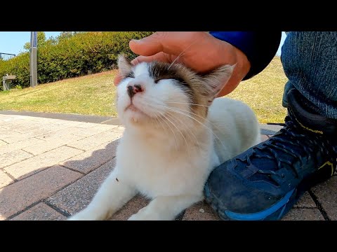 公園でタヌキみたいな猫がモフられにきた(YouTube)