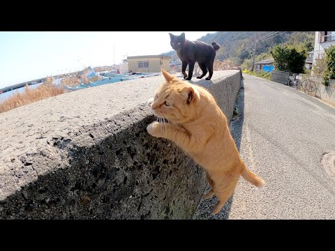 たくさんの猫たちが堤防の上に集まってきてナデナデを要求された(YouTube)