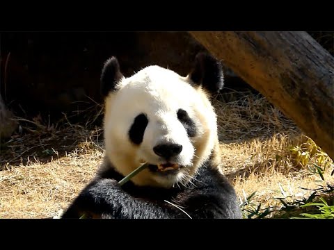 パンダのもり（リーリー） 2022年3月14日9時30分撮影(YouTube)