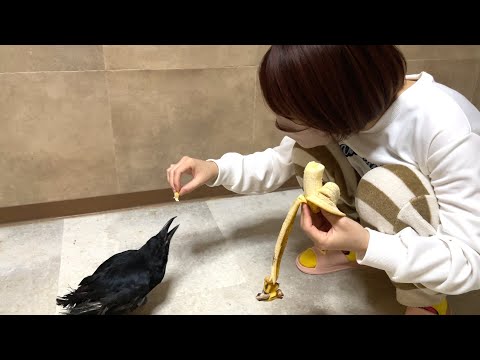 野菜を動物達にくれる方がいたのでみんなに配ってみた(YouTube)