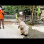 もしもエサが高い所にあったら・・・ Can capybara stand up?(YouTube)