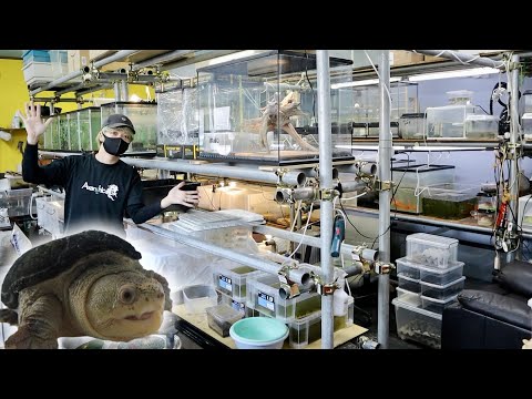 数十種類のカメを増やしている繁殖施設が凄すぎる！(YouTube)