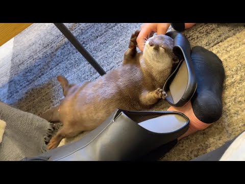 もはや止めてもスリッパに頭を突っ込むことをやめないカワウソ Otter that won’t stop sticking its head in slippers(YouTube)
