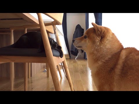 子猫と共同でイタズラしてたら妹に強めに叱られる柴犬。(YouTube)
