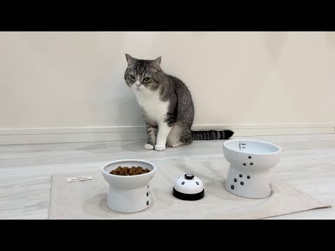 地震が怖すぎて食べ物が喉を通らなくなっちゃった猫がこちらです…(YouTube)