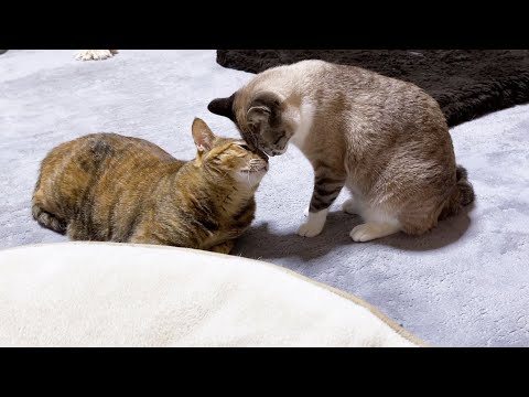 妹猫のヤンチャな行動にも一切怒らない優しいお姉ちゃん猫♥(YouTube)