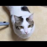 お母さんにだけ素直に従う猫(YouTube)