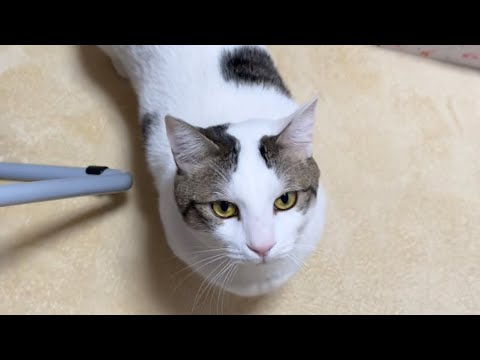 お母さんにだけ素直に従う猫(YouTube)