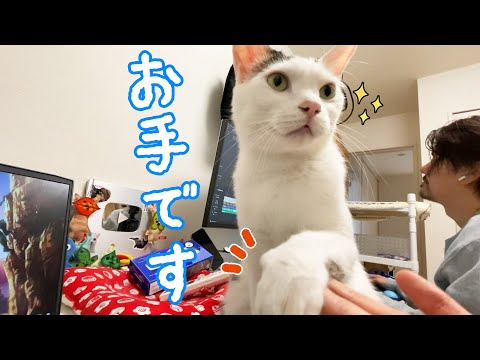何も言わなくてもお手をしてご飯アピールしてくる猫チロさん(YouTube)