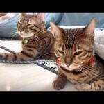 コタツガチ勢の親子猫が並んで可愛さ大優勝してます(YouTube)