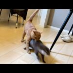 カワウソと猫でかくれんぼと鬼ごっこ！ Otter and cat playing hide and seek and tag!(YouTube)