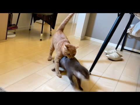カワウソと猫でかくれんぼと鬼ごっこ！ Otter and cat playing hide and seek and tag!(YouTube)