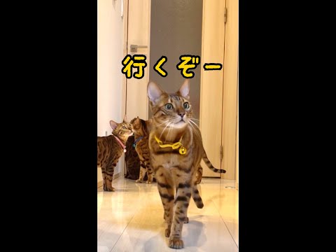 猫親子脱走チャレンジ！ #shorts(YouTube)