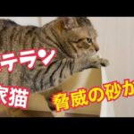 家猫歴3年半、脅威の砂かけ術！(YouTube)