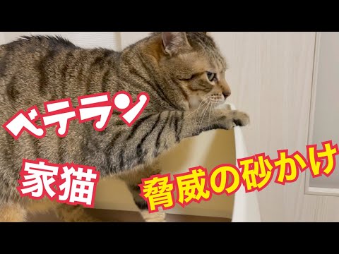 家猫歴3年半、脅威の砂かけ術！(YouTube)