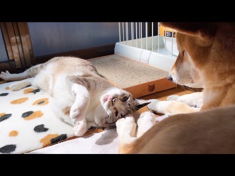 遊び疲れると柴犬に甘える末っ子猫♥(YouTube)