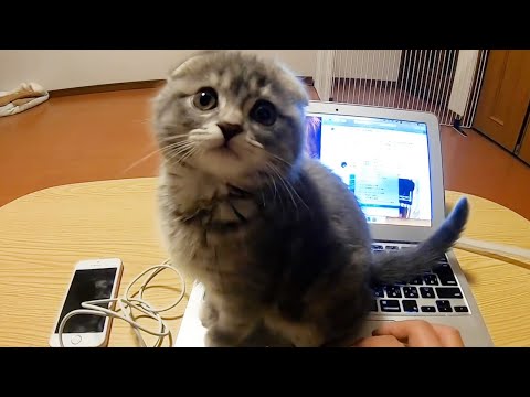 The cutest kitten that wants to play and interferes with the owner’s work(YouTube)