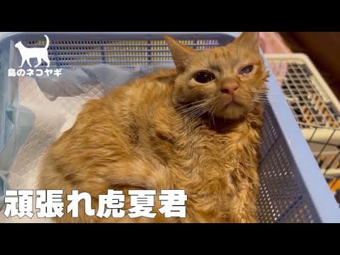 虎夏君がんばれ！！！(YouTube)