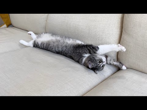 下僕が寝起きにのびのびするのを真似するようになった猫がかわいすぎたwww(YouTube)