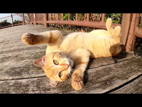 捨てられたことも理解できずに、無邪気に遊び回る子猫…(YouTube)