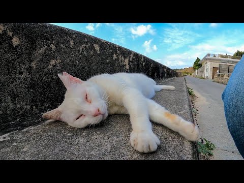 防波堤で白猫が寝ている姿に癒やされる(YouTube)