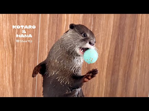 自分で水ためて風呂入るカワウソが賢すぎる　Otter Bath Time! #Shorts(YouTube)