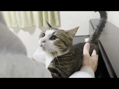 最後はいつもお母さんのところへ戻る猫(YouTube)
