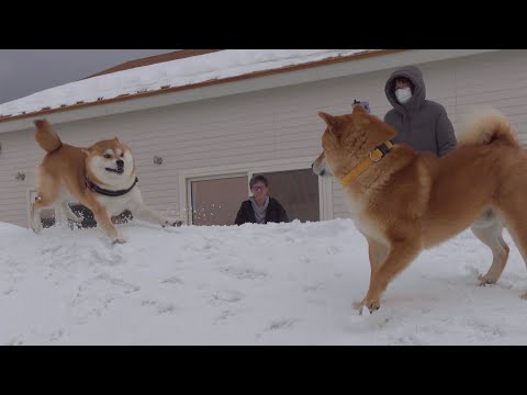 嵐のように煽ってくる実家の柴犬に、ドン引きする柴犬がこちら。(YouTube)