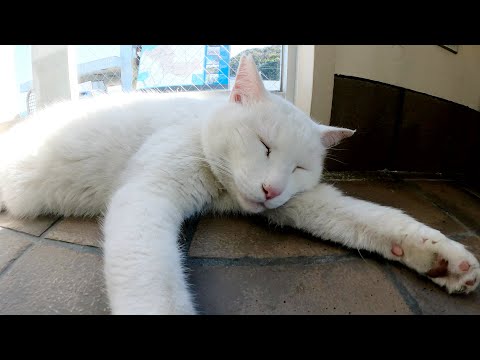 日当たりの良い窓際でぐっすり眠る白猫(YouTube)