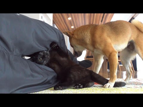 子猫と遊んでると嫉妬する柴犬。(YouTube)