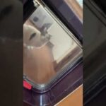 漫画みたいにドアに挟まる2匹の猫 #Shorts(YouTube)