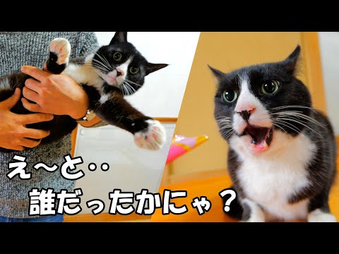 かつてはスリスリべったりだったのに‥今となってはよそよそしい元裏庭猫のハチ吉(YouTube)