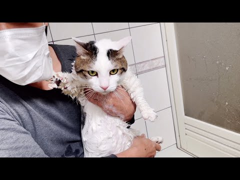 お風呂でお父さんを道連れする猫の斬新な方法とは(YouTube)