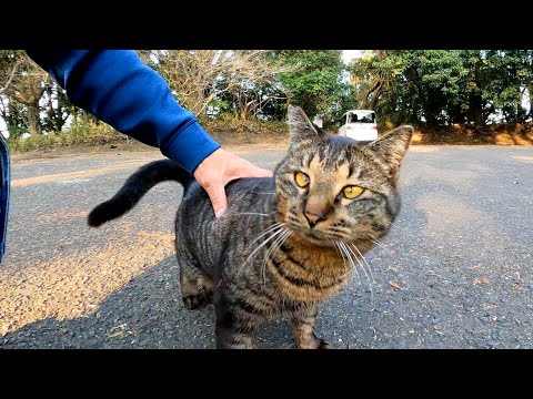 駐車場で横になる猫に近づいて撫でると超人懐っこい猫だった(YouTube)