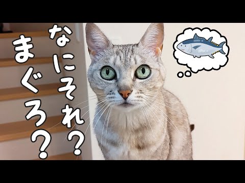 料理を眺めに来るようになった猫マロちゃん(YouTube)